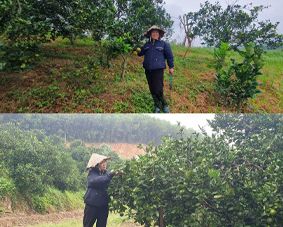 Những đồi cam xoàn trên đất khô cằn